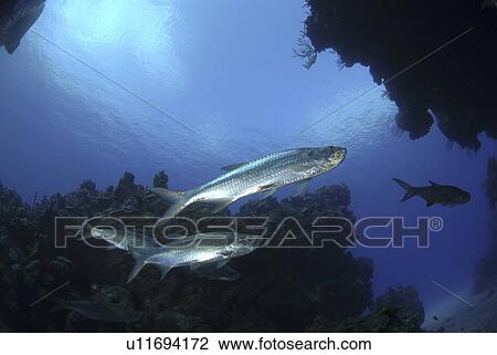 Tarpon (Megalops atlanticus), swimming nearby coral caverns, Cayman Islands, Caribbean View Large Photo Image Stock Image - Tarpon (Megalops atlanticus), swimming nearby coral caverns, Cayman Islands, Caribbean. Fotosearch