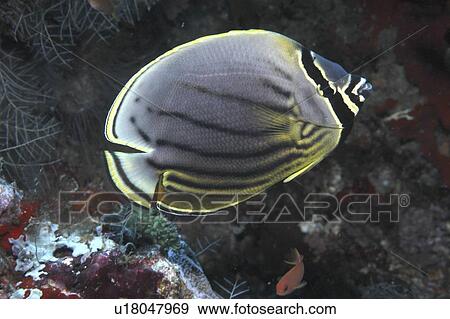 Stock Photo - Tricolor Angelfish or Melon Butterflyfish (Chaetodon trifasciatus), clear profile detailing wonderful markings, Mabul, Borneo, Malaysia. Fotosearch