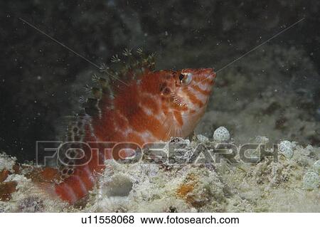 Stock Photo - Tufted Hawkfish (Cirrhitops fasciatus), view in profile showing distinctive tufts to top of fins, Mabul, Borneo, Malaysia. Fotosearch