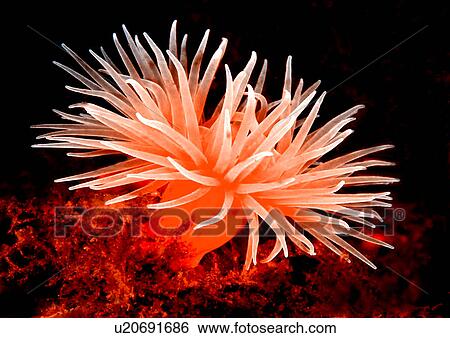Stock Photograph - Anemone (Sp. Unknown). Oban, Scotland, UK. Fotosearch