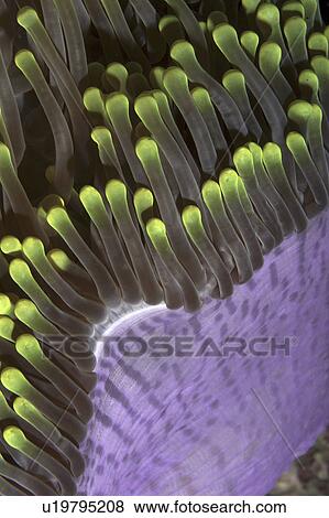 Stock Photo - Anemone (Species unknown) Close up. Location unknown. Fotosearch