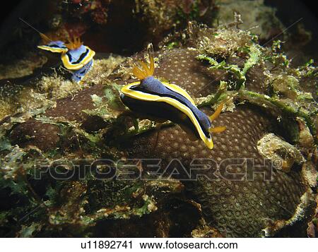 Stock Image - Anna's Doris ( Chromodoris annae ) balancing on reef weed. Sabang, Philippines. Taken 2007. Fotosearch