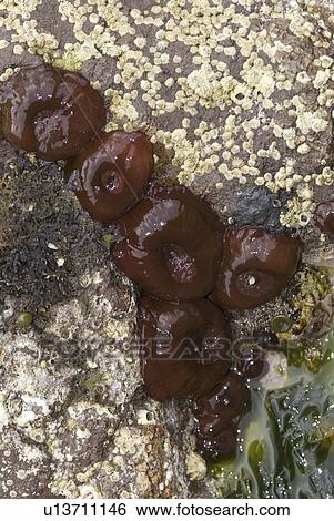 Stock Photograph - Beadlet Anemone (Actinia equina), 5 individuals exposed on the shore, St Abbs, Scotland, UK North Sea. Fotosearch