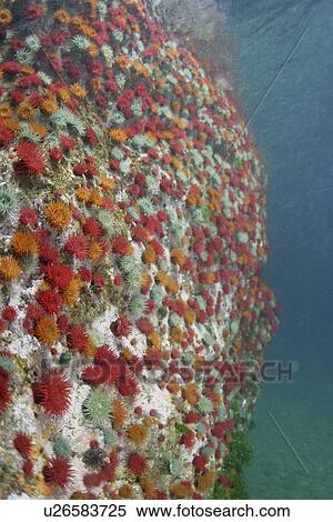 Stock Photography - Beadlet anemone wall (Actinia equina). Sark, British Isles. Fotosearch