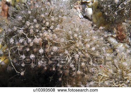Bell hydroid (Tubularia larynx) large group of individuals tightly packed together clearly showing polyp heads, St Abbs, Scotland, UK North Sea View Large Photo Image Stock Photo - Bell hydroid (Tubularia larynx) large group of individuals tightly packed together clearly showing polyp heads, St Abbs, Scotland, UK North Sea. Fotosearch