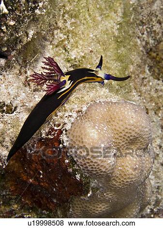 Stock Photo - Bighorn nembrotha (Nembrotha megalocera). Ras Za'atar, Ras Mohamed National Park, Sharm El Sheikh, South Sinai, Red Sea, Egypt.. Fotosearch