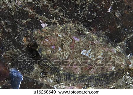 Stock Photo -  Blochs Topknot (Phrynorhombus regius), resting on indistinct rocky surface, showing brilliant coloration, St Abbs, Scotland, UK. Fotosearch
