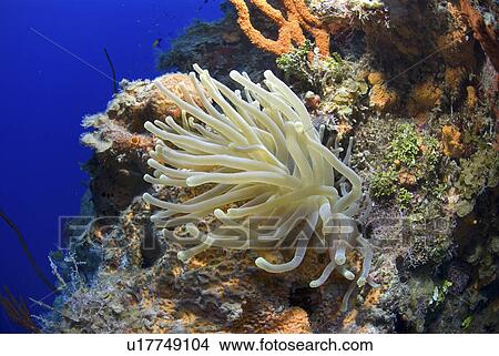 Bubble-tipped Anemone (Condylactis gigantea), lovely anemone with tentacles extended on colourful coral wall, Little Cayman Island, Cayman Islands, Caribbean View Large Photo Image Picture - Bubble-tipped Anemone (Condylactis gigantea), lovely anemone with tentacles extended on colourful coral wall, Little Cayman Island, Cayman Islands, Caribbean. Fotosearch