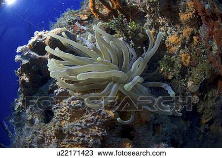 Bubble-tipped Anemone (Condylactis gigantea), lovely anemone with tentacles extended on colourful coral wall, Little Cayman Island, Cayman Islands, Caribbean View Large Photo Image Stock Image - Bubble-tipped Anemone (Condylactis gigantea), lovely anemone with tentacles extended on colourful coral wall, Little Cayman Island, Cayman Islands, Caribbean. Fotosearch