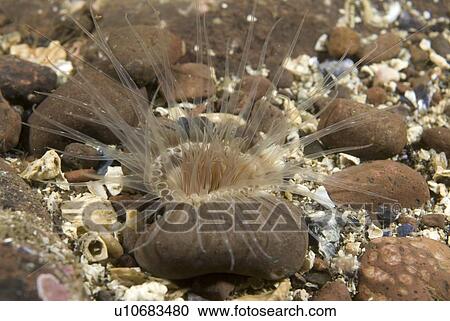 Stock Image - Burrowing Anemone (Cerianthus lloydi), tentacles sticking through rocky seabed, St Abbs, Scotland, UK. Fotosearch