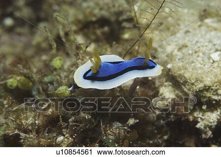 (Chromodoris annae), beautiful small nudibranch with blue, black, white and orange colours, Mabul, Borneo, Malaysia View Large Photo Image Stock Image - (Chromodoris annae), beautiful small nudibranch with blue, black, white and orange colours, Mabul, Borneo, Malaysia. Fotosearch