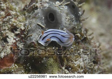 (Chromodosis lochi), lovely small colourful nudibranch on algae, Tahiti, French Polynesia View Large Photo Image Stock Image - (Chromodosis lochi), lovely small colourful nudibranch on algae, Tahiti, French Polynesia. Fotosearch