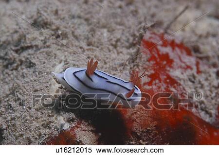 (Chromodosis lochi), lovely small colourful nudibranch on algae, Tahiti, French Polynesia, Southern Pacific Ocean View Large Photo Image Stock Photography - (Chromodosis lochi), lovely small colourful nudibranch on algae, Tahiti, French Polynesia, Southern Pacific Ocean. Fotosearch