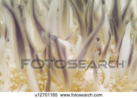 Close-up of the mildly toxic tentacles of the Upsidedown Jellyfish (Cassiopeia andromeda) which likes to inhabit shallow tropical lagoons. Red Sea. View Large Photo Image Stock Photography - Close-up of the mildly toxic tentacles of the Upsidedown Jellyfish (Cassiopeia andromeda) which likes to inhabit shallow tropical lagoons. Red Sea.. Fotosearch