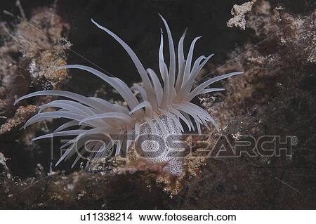 Colonising Anemone (Nemanthus annamensis). excellent side view of anemone with tentacles extended, pale colour with spotted column, Tahiti, French Polynesia, Southern Pacific Ocean View Large Photo Image Picture - Colonising Anemone (Nemanthus annamensis). excellent side view of anemone with tentacles extended, pale colour with spotted column, Tahiti, French Polynesia, Southern Pacific Ocean. Fotosearch