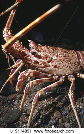 Crawfish Palinurus elephas, Sark, British Isles View Large Photo Image Stock Image - Crawfish Palinurus elephas, Sark, British Isles. Fotosearch