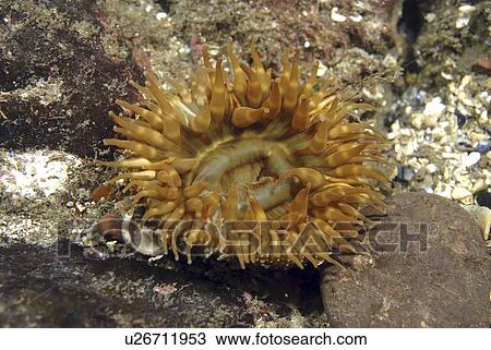 Dahlia anemone (Urticina felina), orange colour to tentacles, sitting amidst stones on seabed, St Abbs, Scotland, UK North Sea View Large Photo Image Stock Image - Dahlia anemone (Urticina felina), orange colour to tentacles, sitting amidst stones on seabed, St Abbs, Scotland, UK North Sea. Fotosearch