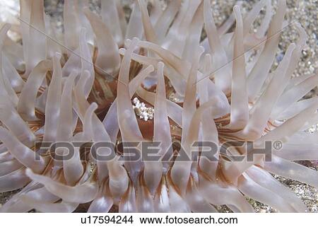 Picture - Deepwater Dahlia Anemone, (Urticina eques), lovely purple and pink coloration to tentacle detail, St Abbs, Scotland, UK North Sea. Fotosearch