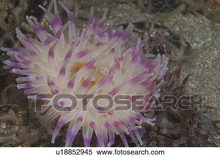 Stock Photography - Deepwater Dahlia Anemone, (Urticina eques), lovely purple and pink coloration to tentacle detail, St Abbs, Scotland, UK North Sea. Fotosearch