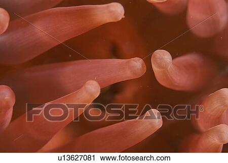 Stock Image -  Deepwater dahlia Anemone (Urtina eques), detail showing tentacles and pinkish red coloration, St Abbs, Scotland, UK North Sea. Fotosearch