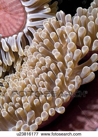 Stock Photo - Detail of Magnificent anemone mantle (Heteractis magnifica). Laguna Reef, Sharm El Sheikh, South Sinai, Red Sea, Egypt.. Fotosearch