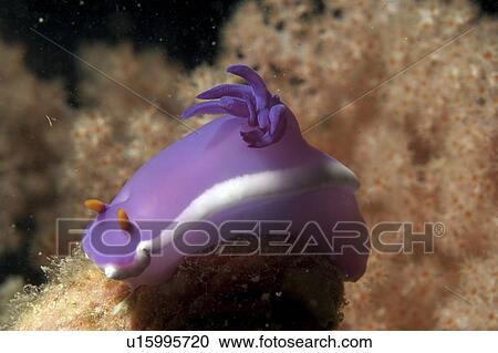 Stock Image - Dorid Nudibranch (Chromodoris bullocki). Borneo, Malaysia. Fotosearch