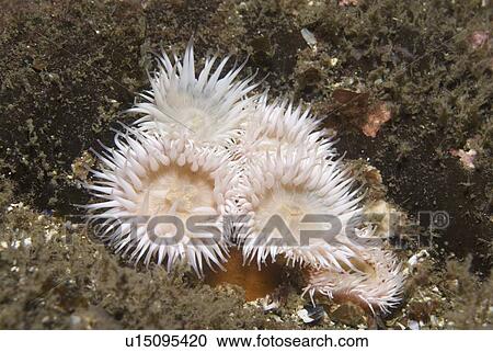 Stock Image - Elegant Anemone (Sagartia elegans), nice white anemone with many tentacles and brownish background, St Abbs, Scotland, UK. Fotosearch