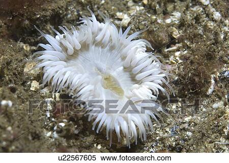 Stock Photography - Elegant Anemone (Sagartia elegans), nice white anemone with many tentacles and brownish background, St Abbs, Scotland, UK. Fotosearch