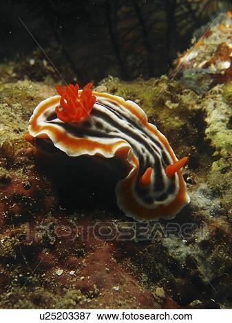 Stock Photo - Four coloured nudibranch (Chromodoris quadricolor) in all his splendor. Panglao island. Philippines. Taken 2007. Fotosearch