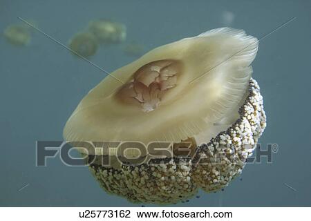 Stock Image - Fried egg jellyfish. Spanish Mediterranean.. Fotosearch