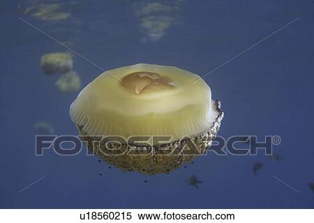 Stock Photography - Fried egg jellyfish. Spanish Mediterranean.. Fotosearch