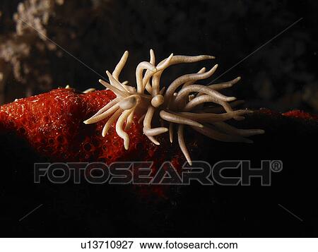 Stock Photo - From the Flabellinidae family a pair of (Phyllodesmium briarem ) dance together on a vibrant red carpet of sponge coral. Cabilao Island. Philippines. Taken 2007. Fotosearch