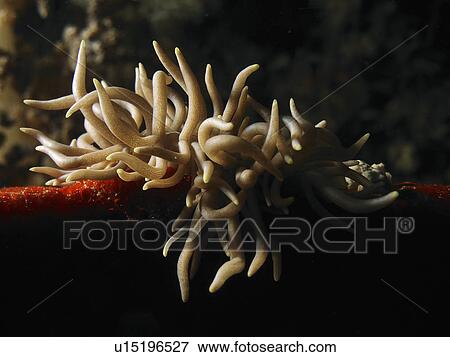 From the Flabellinidae family a pair of (Phyllodesmium briarem ) dance together on a vibrant red carpet of sponge coral. Cabilao Island. Philippines. Taken 2007 View Large Photo Image Stock Photo - From the Flabellinidae family a pair of (Phyllodesmium briarem ) dance together on a vibrant red carpet of sponge coral. Cabilao Island. Philippines. Taken 2007. Fotosearch