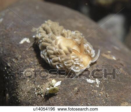 Stock Photograph - Grey Sea Slug (Aeolidia pappillosa), large light coloured nudibranch with many tentacles on back and on indistinct rock background, St Abbs, Scotland, UK North Sea. Fotosearch