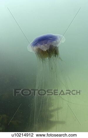 Jellyfish (Cyanea lamarckii). Jersey, British Isles View Large Photo Image Stock Image - Jellyfish (Cyanea lamarckii). Jersey, British Isles. Fotosearch