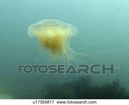 Jellyfish (Cyanea lamarckii). Jersey, British Isles View Large Photo Image Stock Photo - Jellyfish (Cyanea lamarckii). Jersey, British Isles. Fotosearch