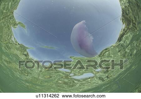 Jellyfish. Tunduba bay, Red Sea, Egypt. View Large Photo Image Stock Image - Jellyfish. Tunduba bay, Red Sea, Egypt.. Fotosearch