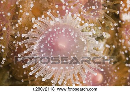 Stock Photo - Jewel Anemone (Corynactis viridis) The Manacles, Cornwall, UK. (rr). Fotosearch
