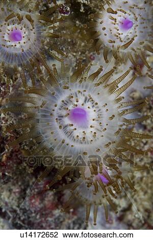 Jewel Anemones (Corynactis viridis), Sark, Channel Islands, UK View Large Photo Image Stock Image - Jewel Anemones (Corynactis viridis), Sark, Channel Islands, UK. Fotosearch