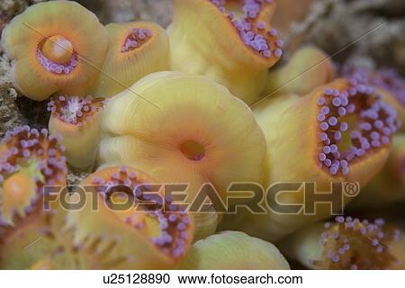 Stock Image - Jewel Anemones (Corynactis viridis), Sark, Channel Islands, UK. Fotosearch