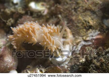 Picture - Lined Nudibranch (Coryphella lineata), fawn coloured British nudibranch with many tentacles on back and bisible line down mid back, St Abbs, Scotland, UK North Sea. Fotosearch
