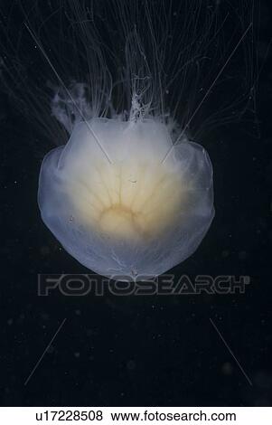 Lions mane jellyfish (Cyanea capillata), detail showing blue coloration, St Abbs, Scotland, UK North Sea View Large Photo Image Stock Photo -  Lions mane jellyfish (Cyanea capillata), detail showing blue coloration, St Abbs, Scotland, UK North Sea. Fotosearch