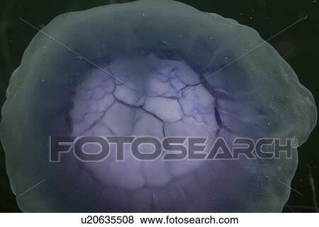 Lions mane jellyfish (Cyanea capillata), detail showing blue coloration, St Abbs, Scotland, UK North Sea View Large Photo Image Stock Photo - Lions mane jellyfish (Cyanea capillata), detail showing blue coloration, St Abbs, Scotland, UK North Sea. Fotosearch