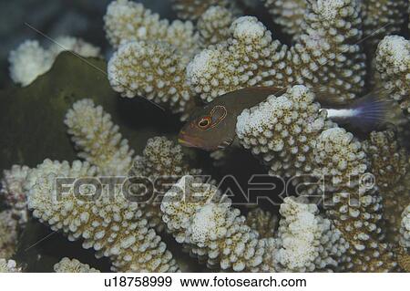 Masked Hawkfish (Paracirrhites arcuatus ), profile of fish clearly showing mask around eyes sitting on coral, Tahiti, French Polynesia, Southern Pacific Ocean View Large Photo Image Stock Photo - Masked Hawkfish (Paracirrhites arcuatus ), profile of fish clearly showing mask around eyes sitting on coral, Tahiti, French Polynesia, Southern Pacific Ocean. Fotosearch