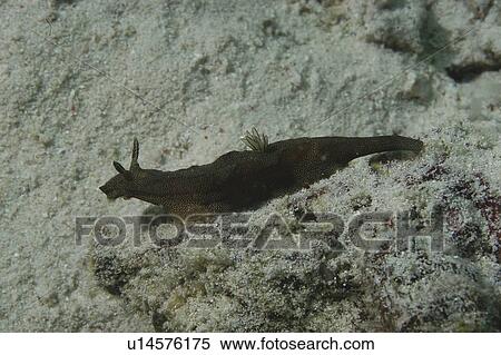 (Nembrotha spp. ) dark and spotted nudibranch on silt seabed, Mabul, Borneo, Malaysia, View Large Photo Image Stock Photography - (Nembrotha spp. ) dark and spotted nudibranch on silt seabed, Mabul, Borneo, Malaysia,. Fotosearch