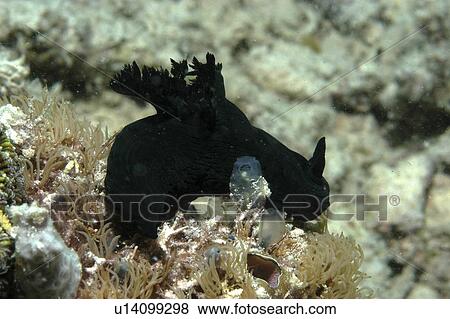 Stock Photo - (Nembrotha spp. ) very dark green nudibranch on corals, Mabul, Borneo, Malaysia,. Fotosearch