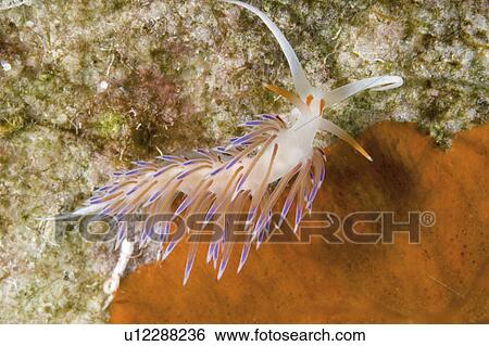 Stock Photograph - Nudibranch (Cratena peregrina) Sardinia, Italy. (rr). Fotosearch