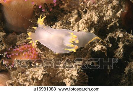 Nudibranch (Polycera faroensis). Sark, British Isles View Large Photo Image Stock Photo - Nudibranch (Polycera faroensis). Sark, British Isles. Fotosearch