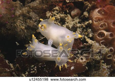 Stock Photo - Nudibranchs (Polycera faroensis) mating. Sark, British Isles. Fotosearch