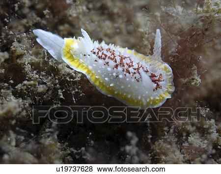 Stock Photo - (Onchidoris luteocincta), very distinctive British nudibranch with red and yellow markings and a spiky body, St Abbs, Scotland, UK North Sea. Fotosearch